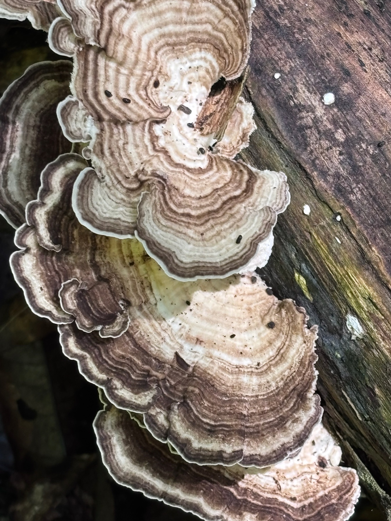 Trametes menziesii (Trametes menziesii)