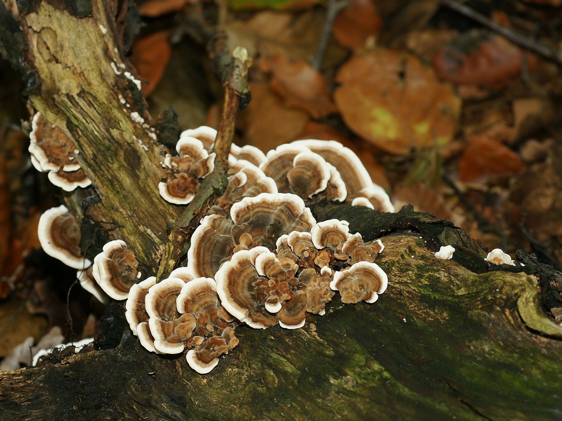 Tramète versicolore (Trametes versicolor)