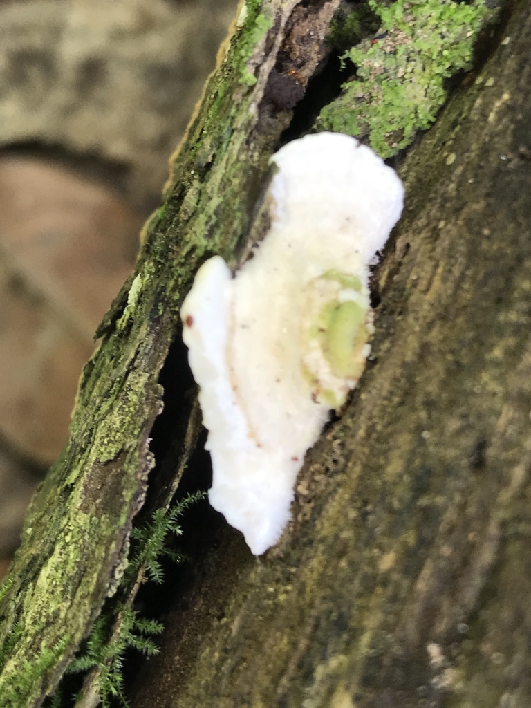Trametes villosa (Trametes villosa)