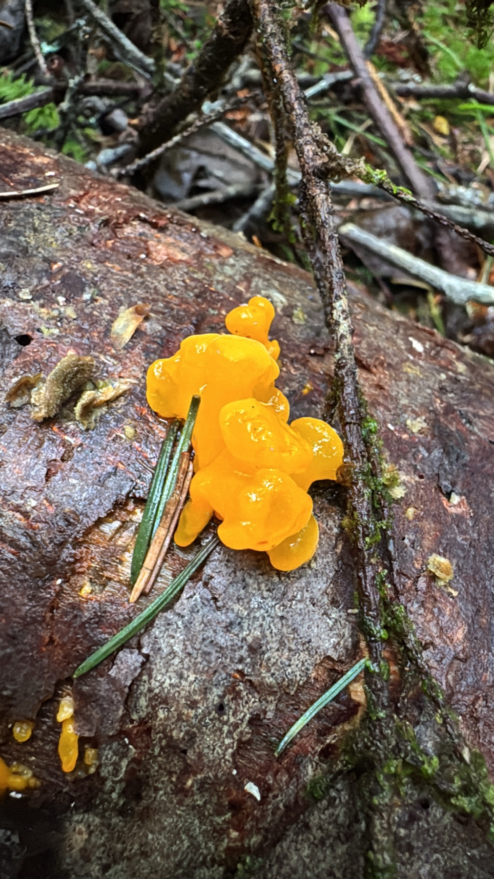 Trémelle à spores jaunes (Dacrymyces chrysospermus)