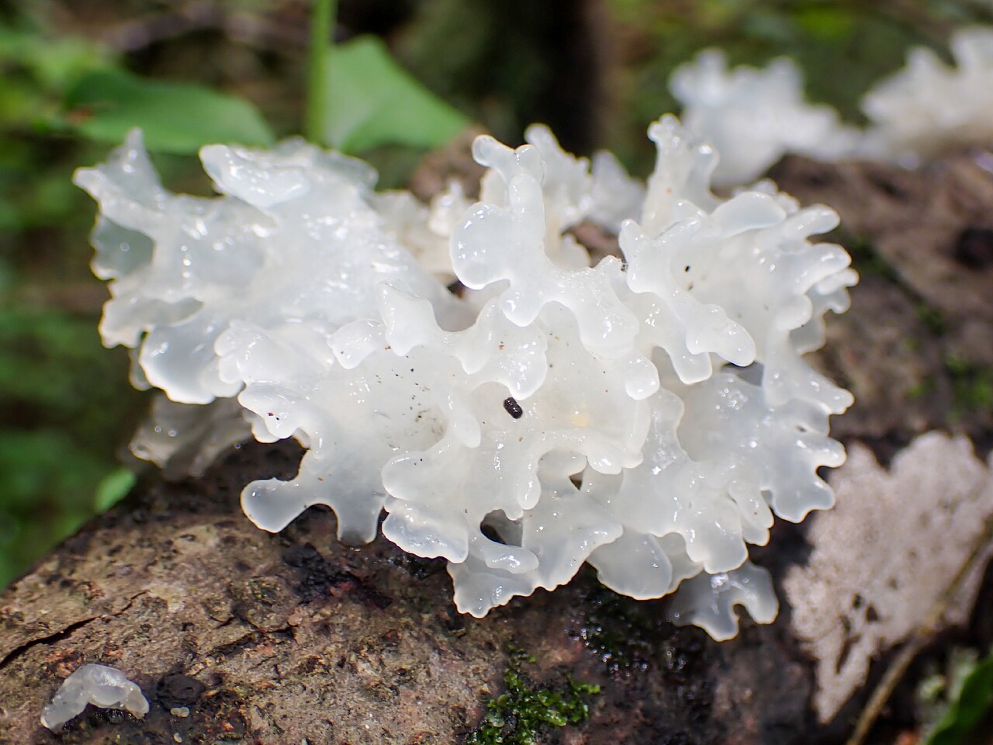Trémelle blanche (Tremella fuciformis)