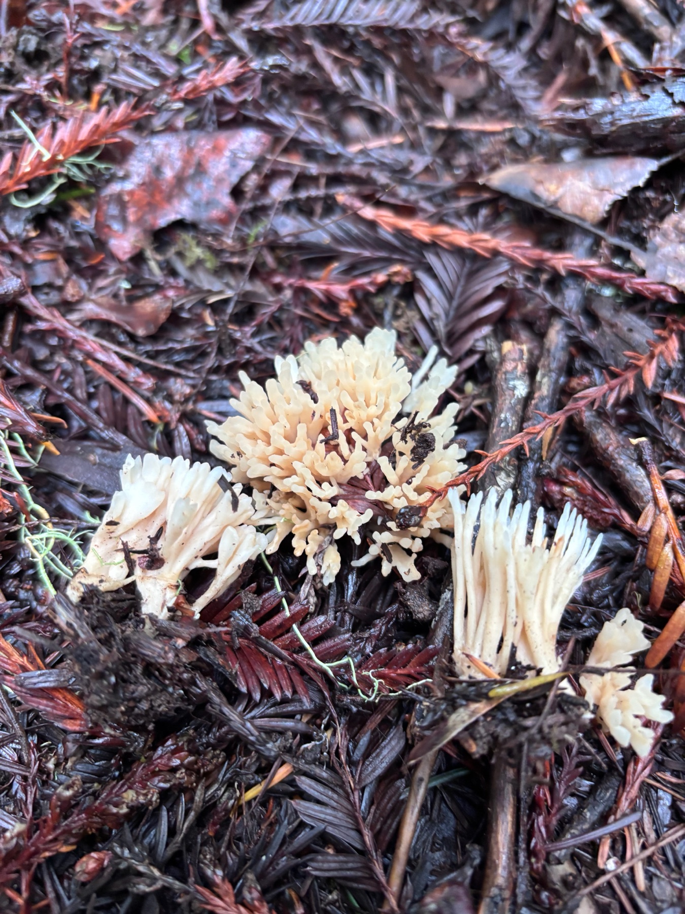 Trémelle en arbre (Tremellodendropsis tuberosa)