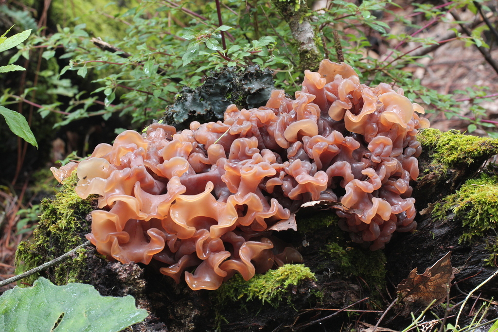 Trémelle feuilletée (Phaeotremella foliacea)