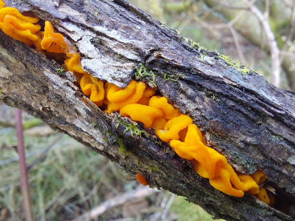 Trémelle mésentérique (Tremella mesenterica)