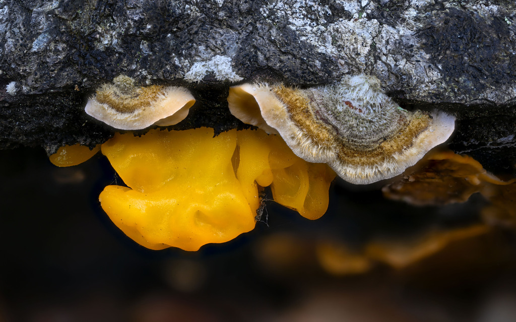 Trémelle orangée (Naematelia aurantia)