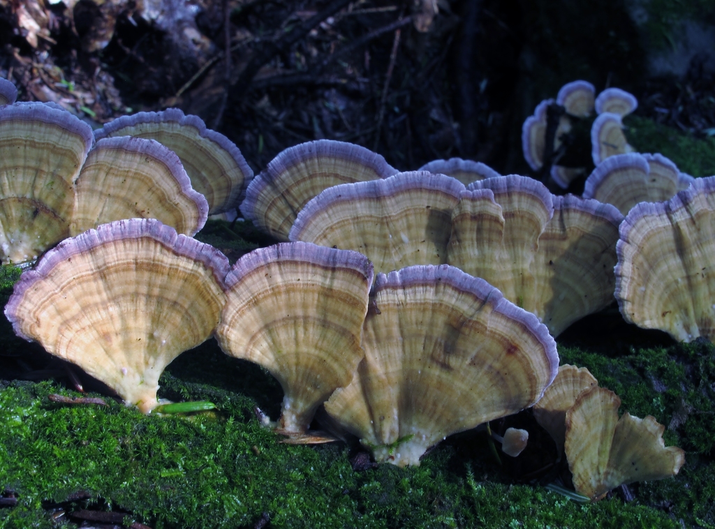Trichaptum biforme (Trichaptum biforme)