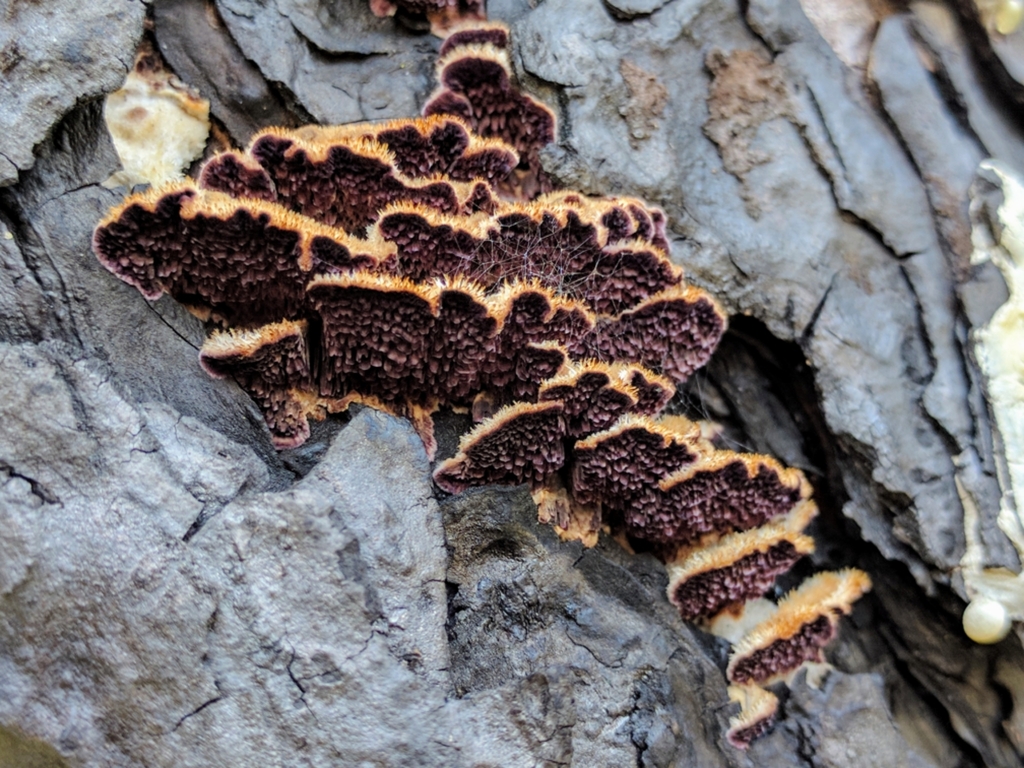 Trichaptum du sapin (Trichaptum abietinum)