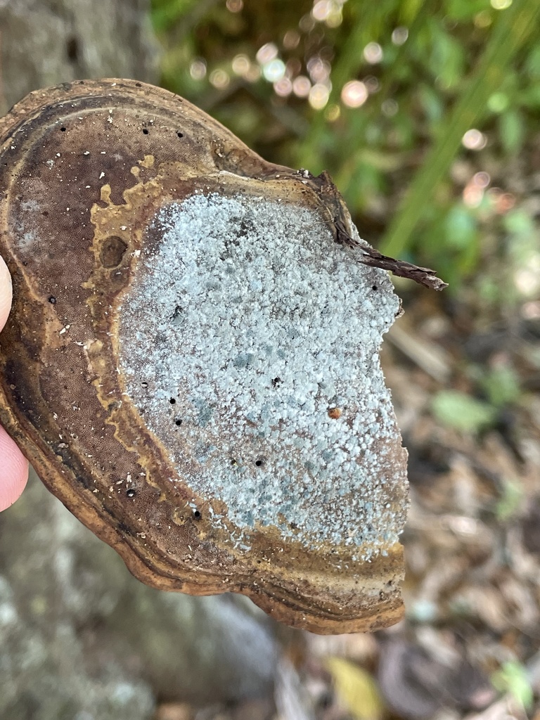 Trichoderma de biocontrôle (Trichoderma harzianum)