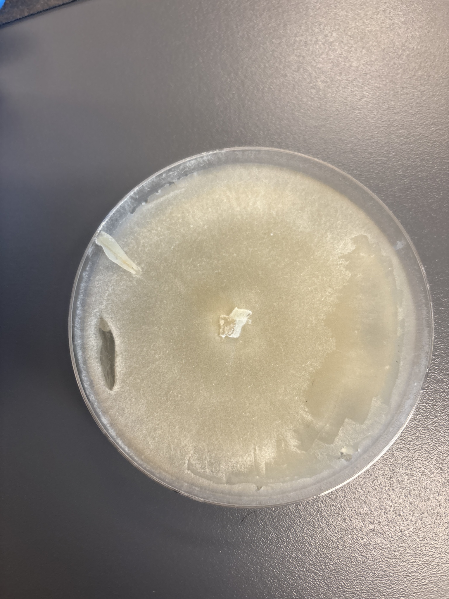 Trichoderma des cellulases (Trichoderma reesei)