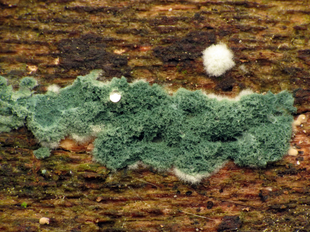 Trichoderma viride (Trichoderma viride)
