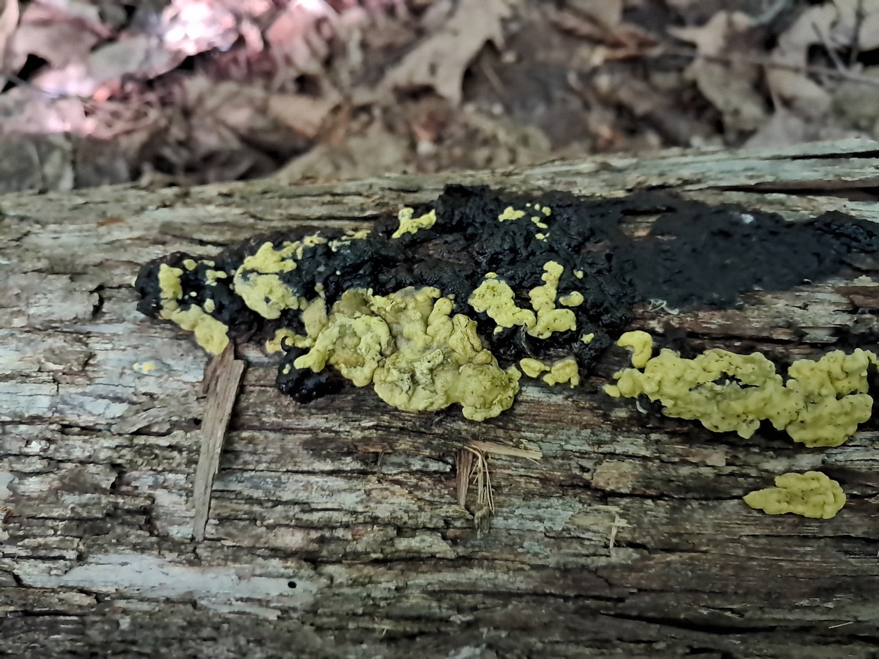 Trichoderme soufré (Trichoderma sulphureum)