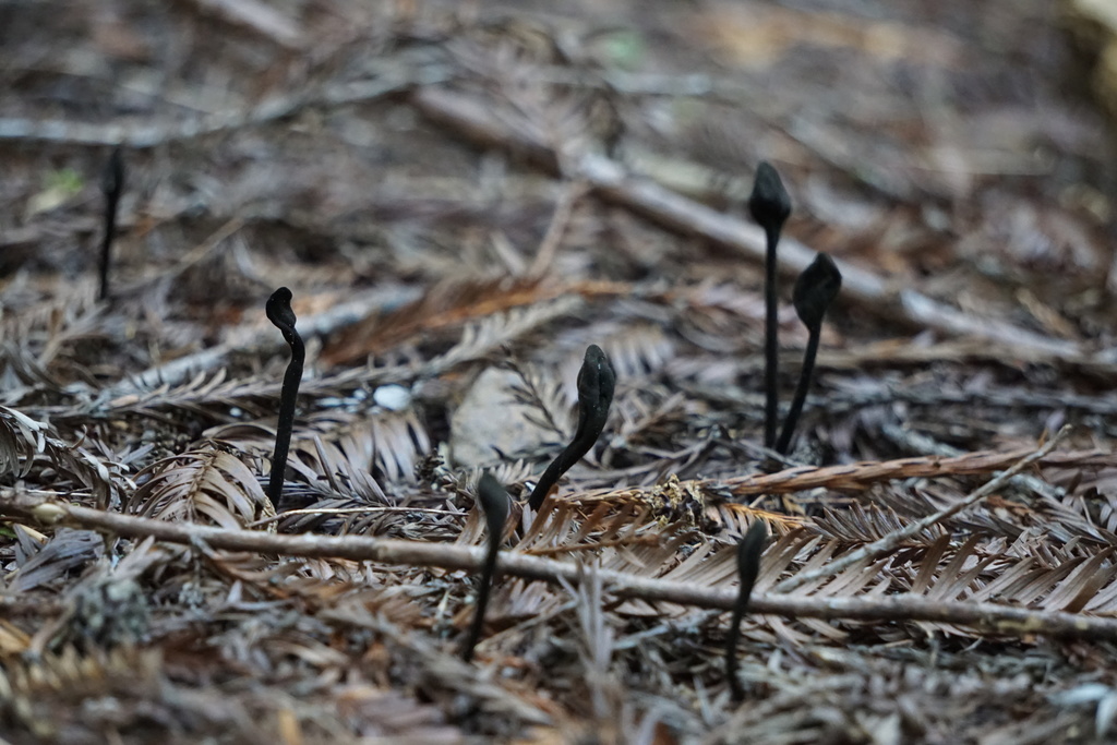 Trichoglosse velu (Trichoglossum hirsutum)