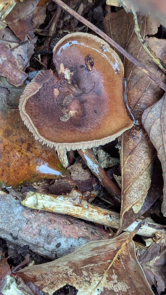 Tricholome brûlé (Tricholoma ustale)