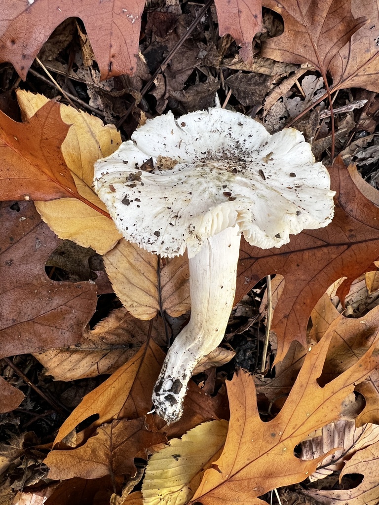 Tricholome colombette (Tricholoma columbetta)