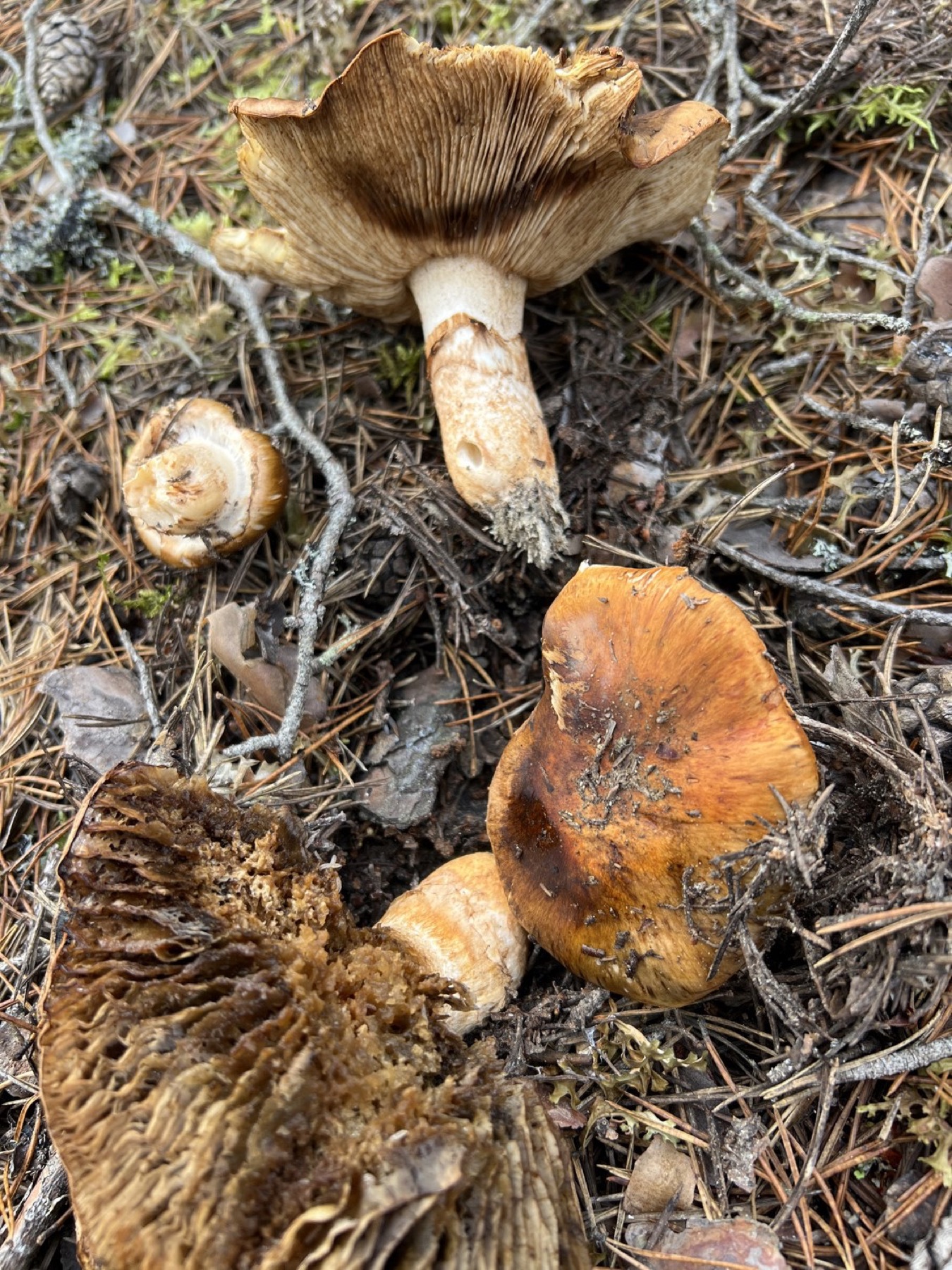 Tricholome cravaté (Tricholoma focale)