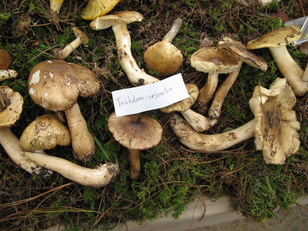Tricholome disjoint (Tricholoma sejunctum)