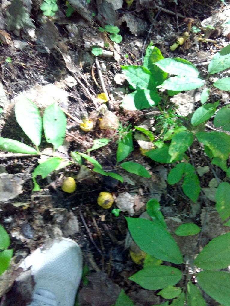 Tricholome équestre (Tricholoma equestre)