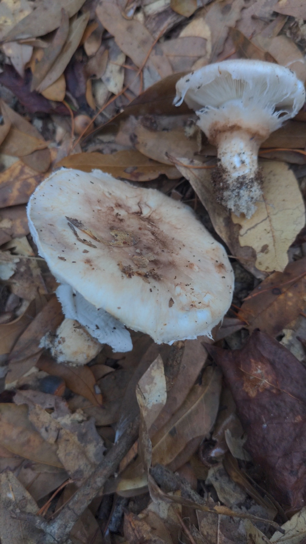 Tricholome guêtré (Tricholoma caligatum)