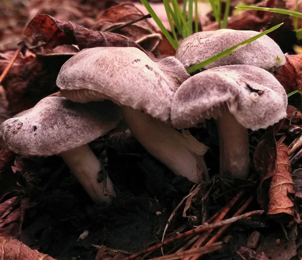 Tricholome jaunissant (Tricholoma scalpturatum)
