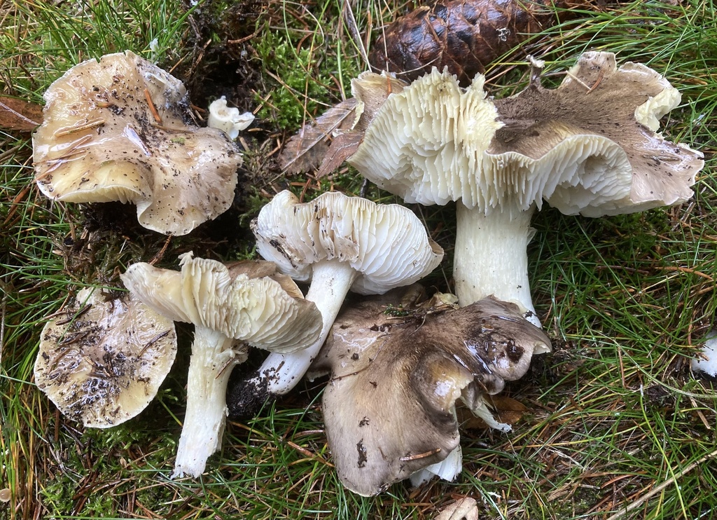 Tricholome prétentieux (Tricholoma portentosum)