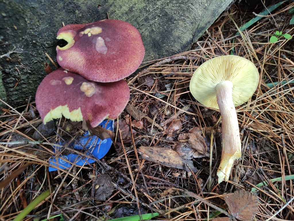 Tricholome rutilant (Tricholomopsis rutilans)