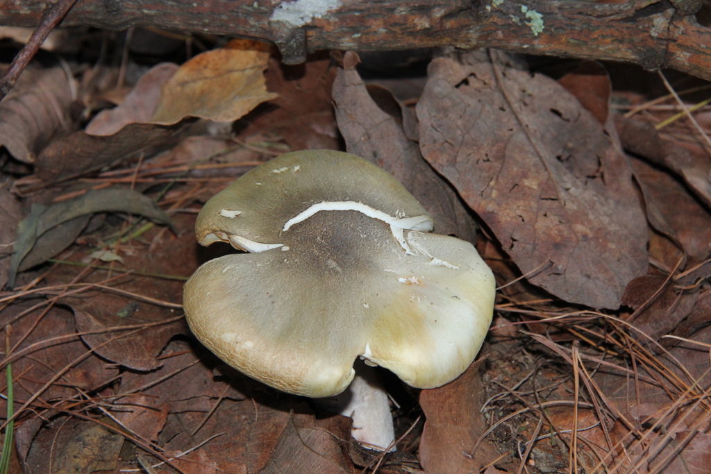 Tricholome savonneux (Tricholoma saponaceum)