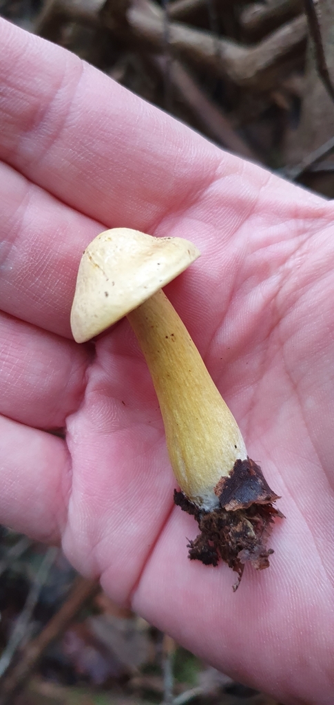 Tricholome soufré (Tricholoma sulphureum)