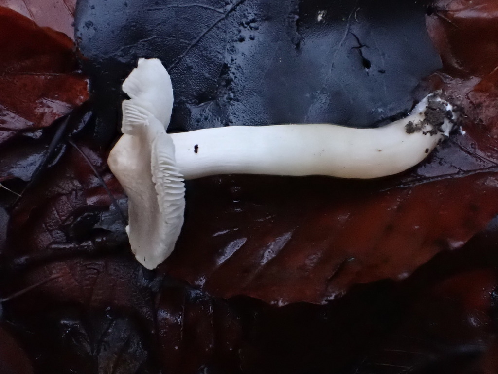 Tricholome terreux (Tricholoma terreum)