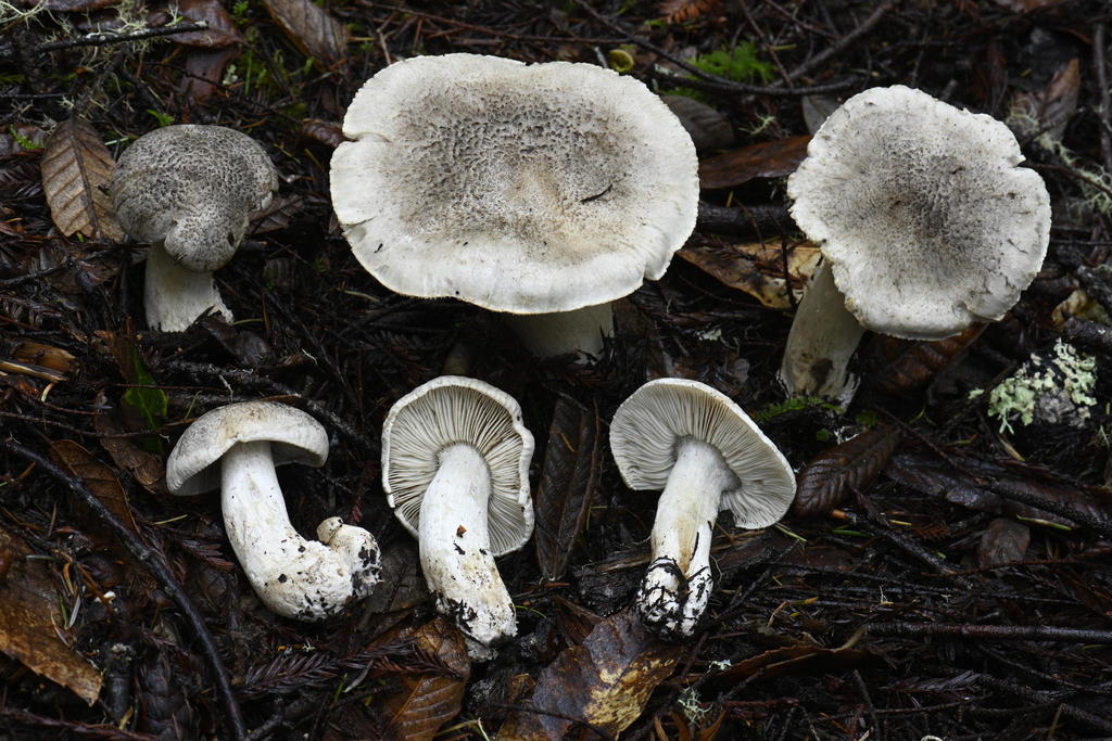 Tricholome tigré (Tricholoma pardinum)