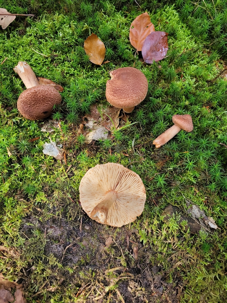 Tricholome couleur de vache (Tricholoma vaccinum)