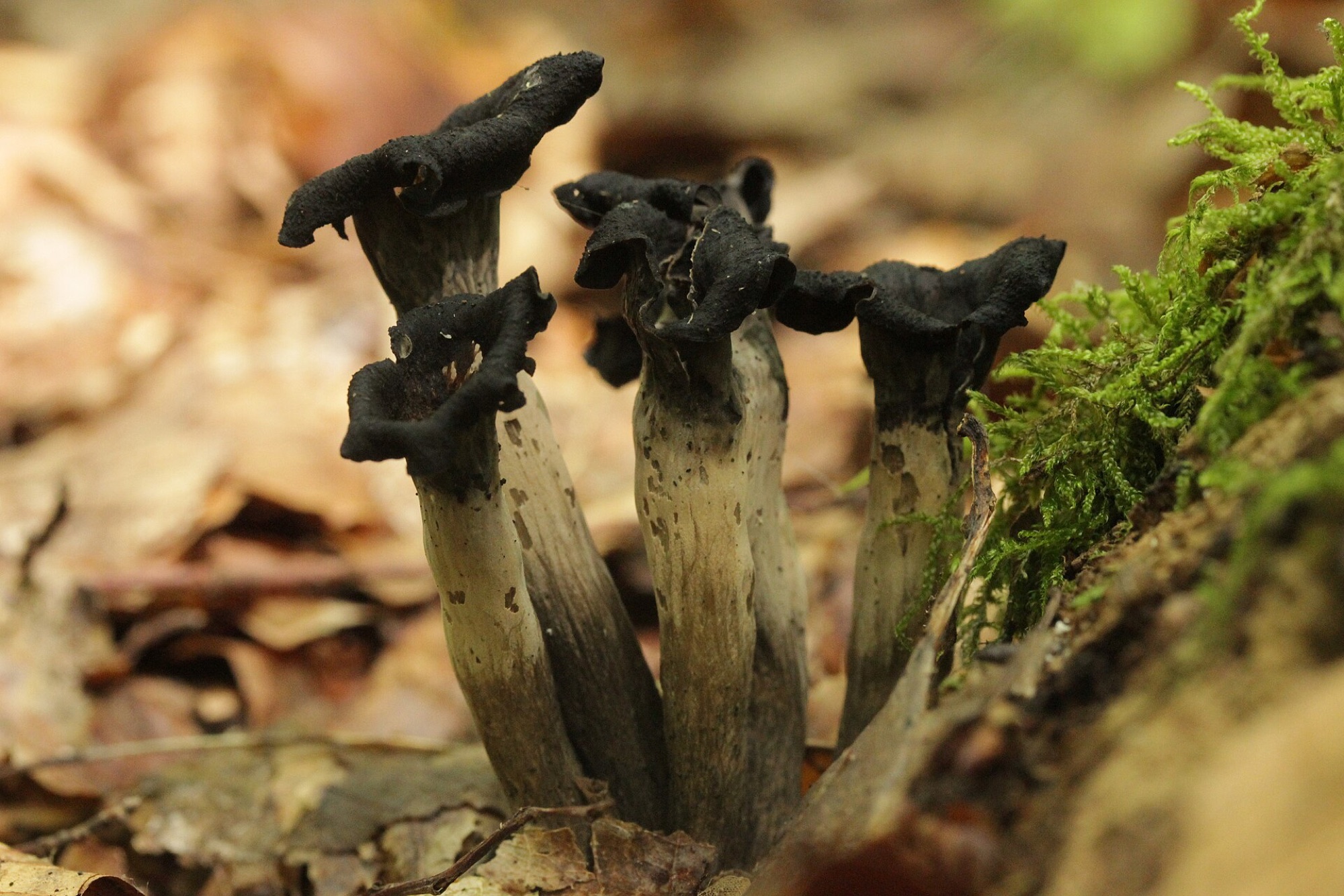 Trompette-des-morts (Craterellus cornucopioides)