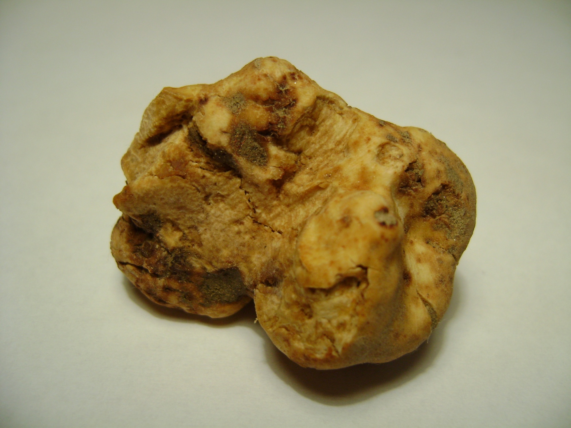 Truffe blanche d’Alba (Tuber magnatum)
