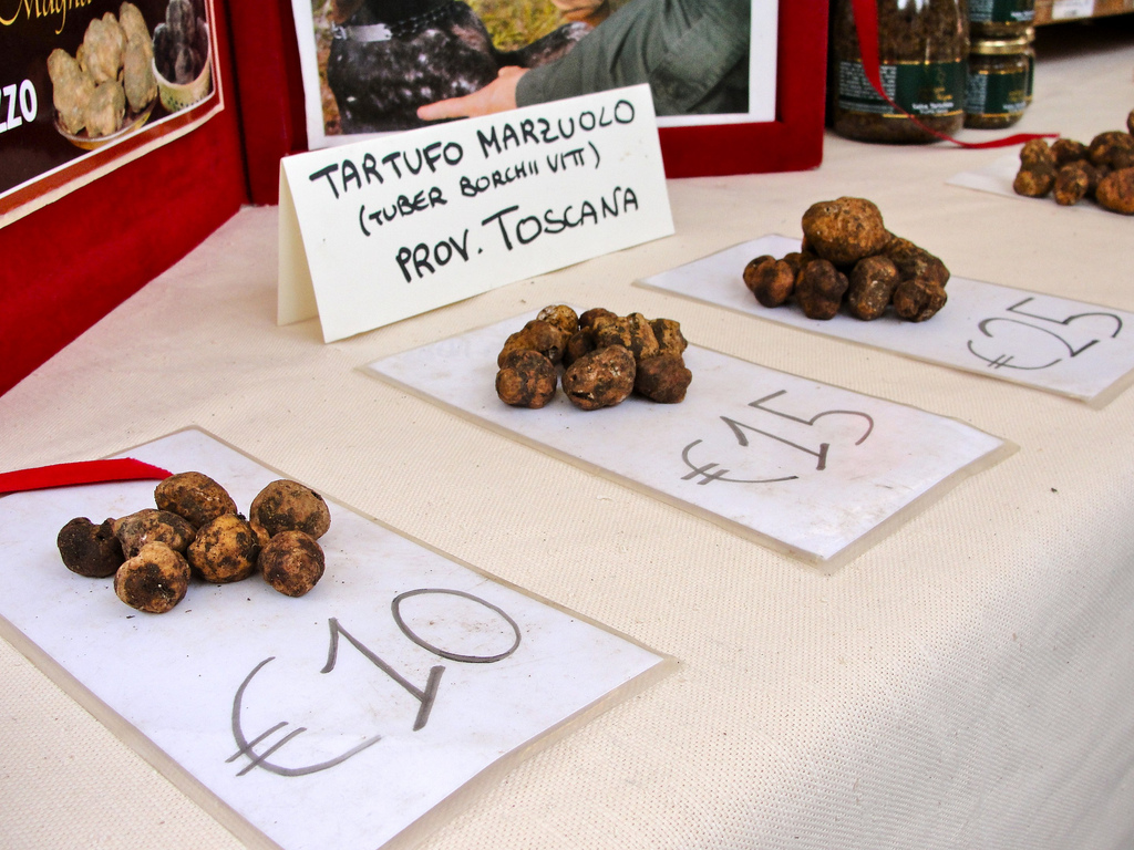 Truffe blanchette (Tuber borchii)