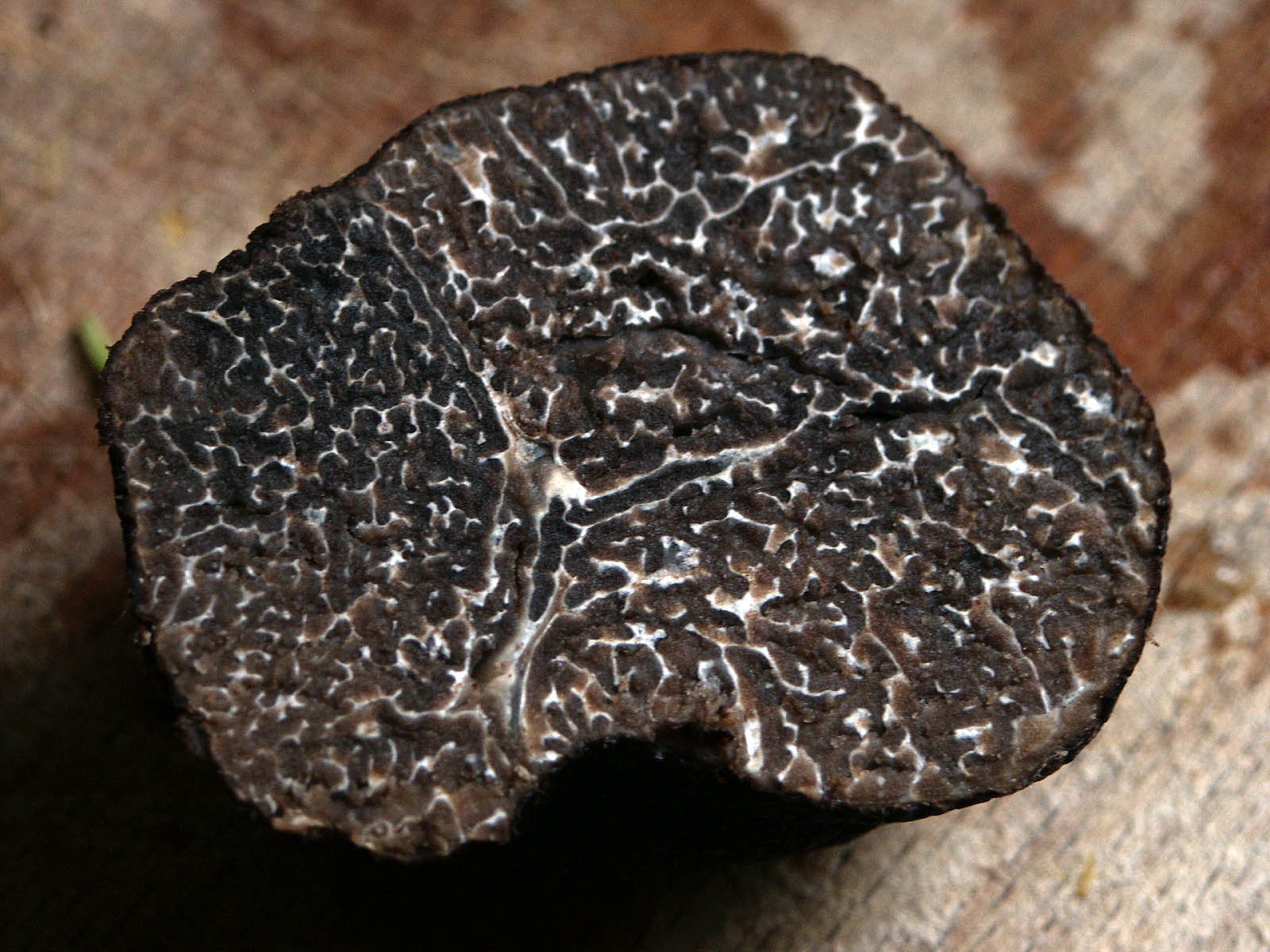 Truffe brumale (Tuber brumale)