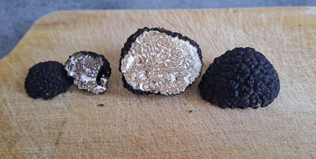 Truffe d’été (Tuber aestivum)
