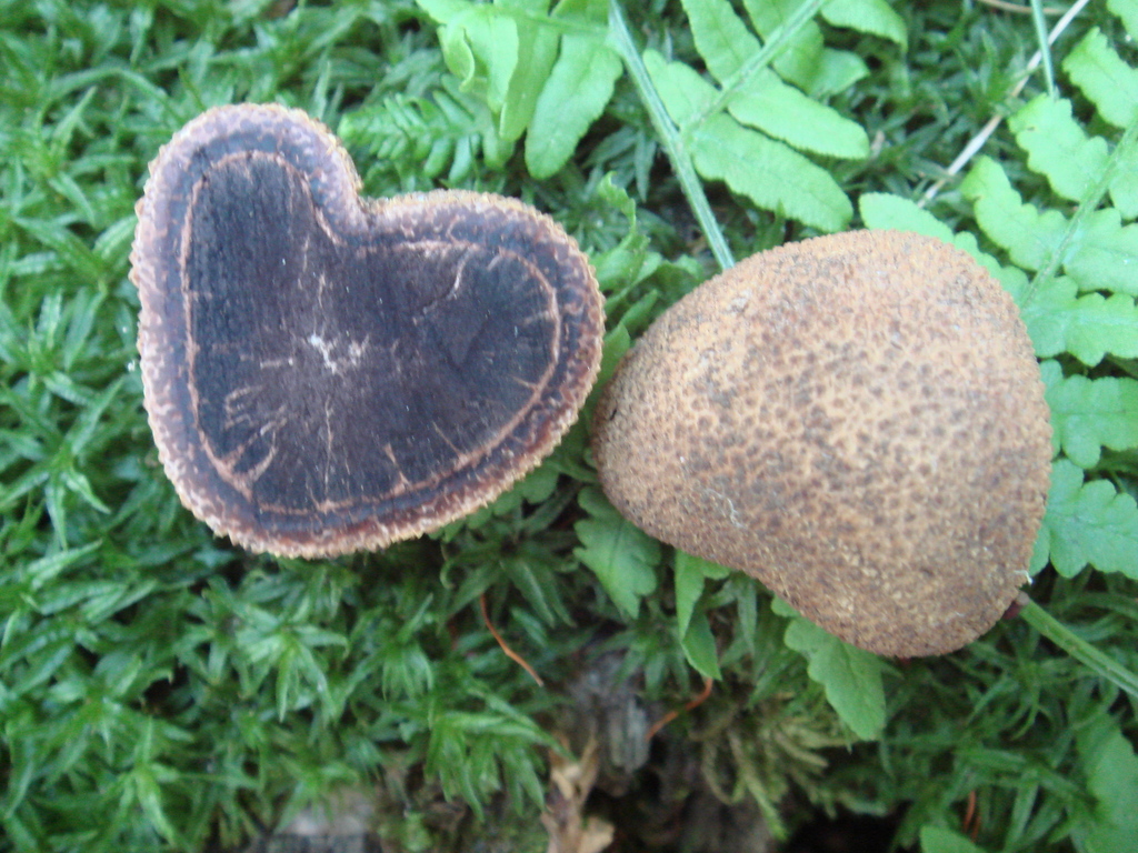 Truffe du cerf épineuse (Elaphomyces muricatus)