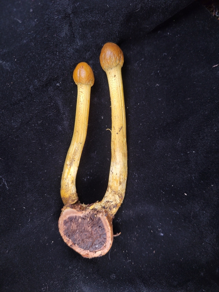 Truffe du cerf granuleuse (Elaphomyces granulatus)