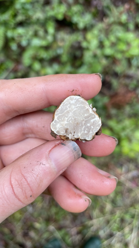 Truffe du douglas (Tuber gibbosum)