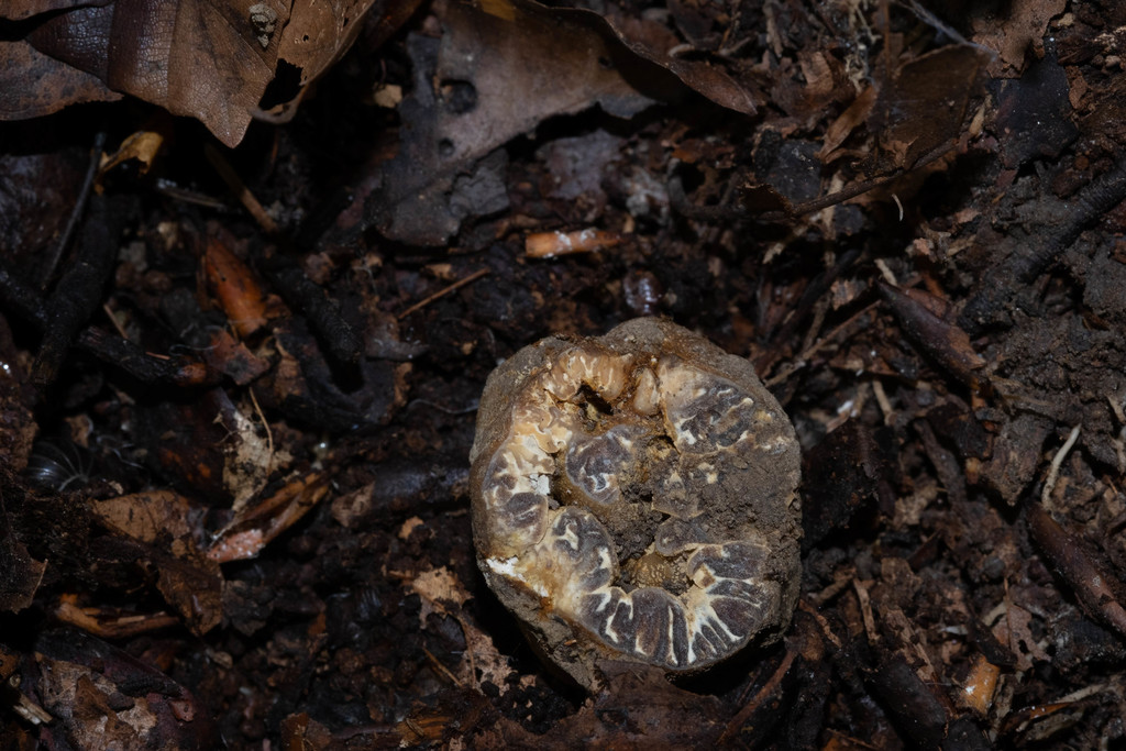 Truffe excavée (Tuber excavatum)