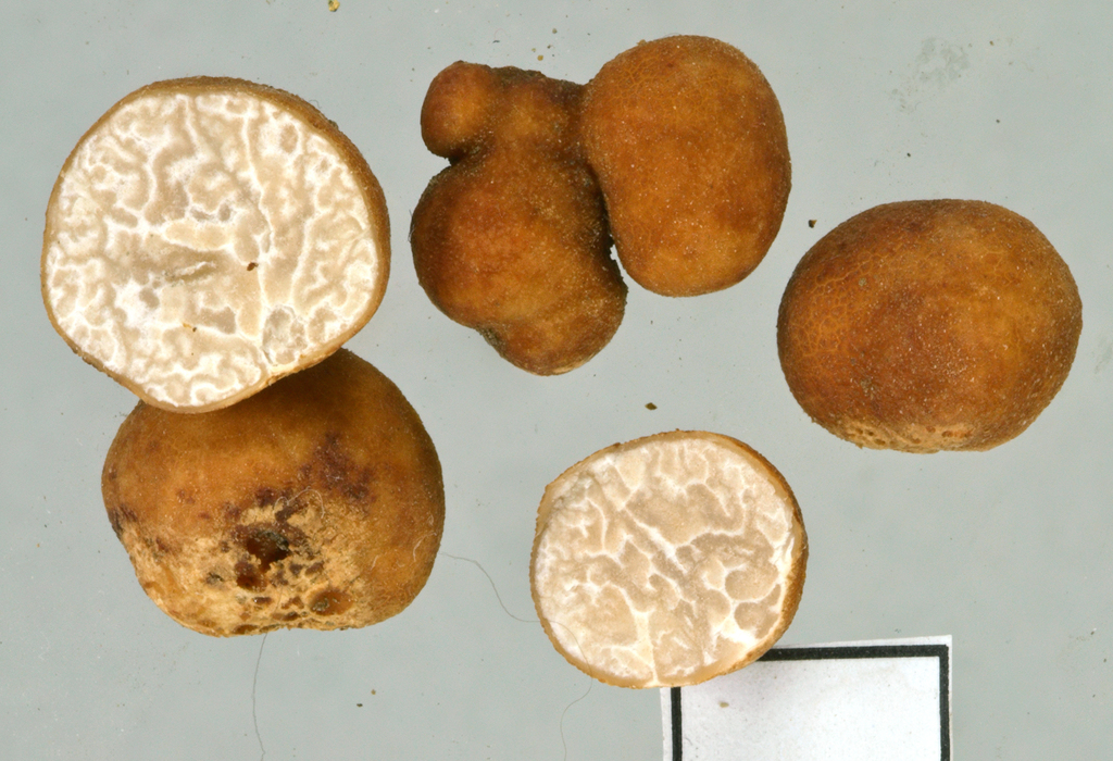 Truffe rousse (Tuber rufum)