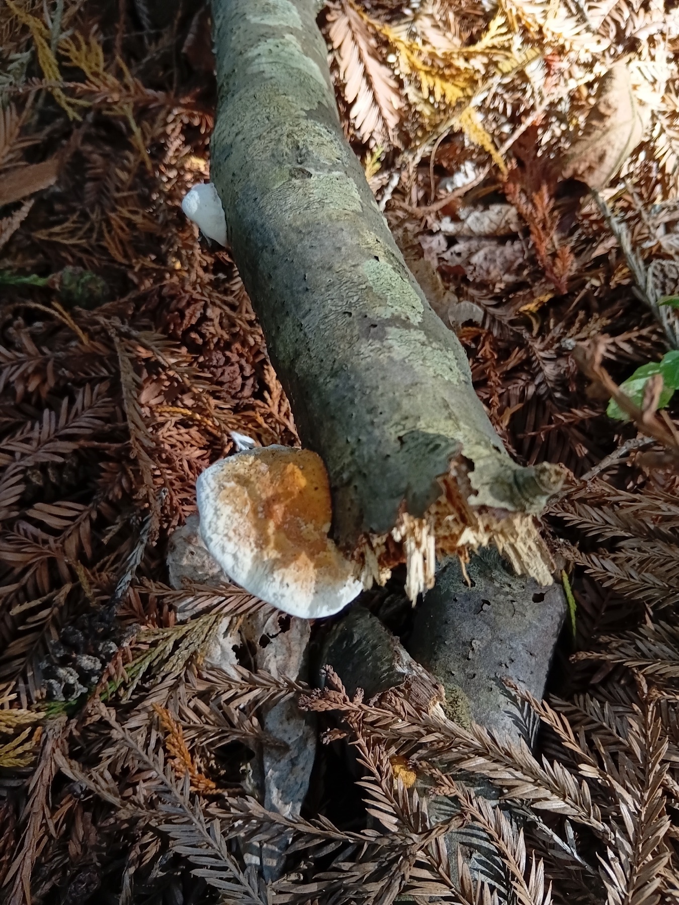 Truncospora ochroleuca (Truncospora ochroleuca)