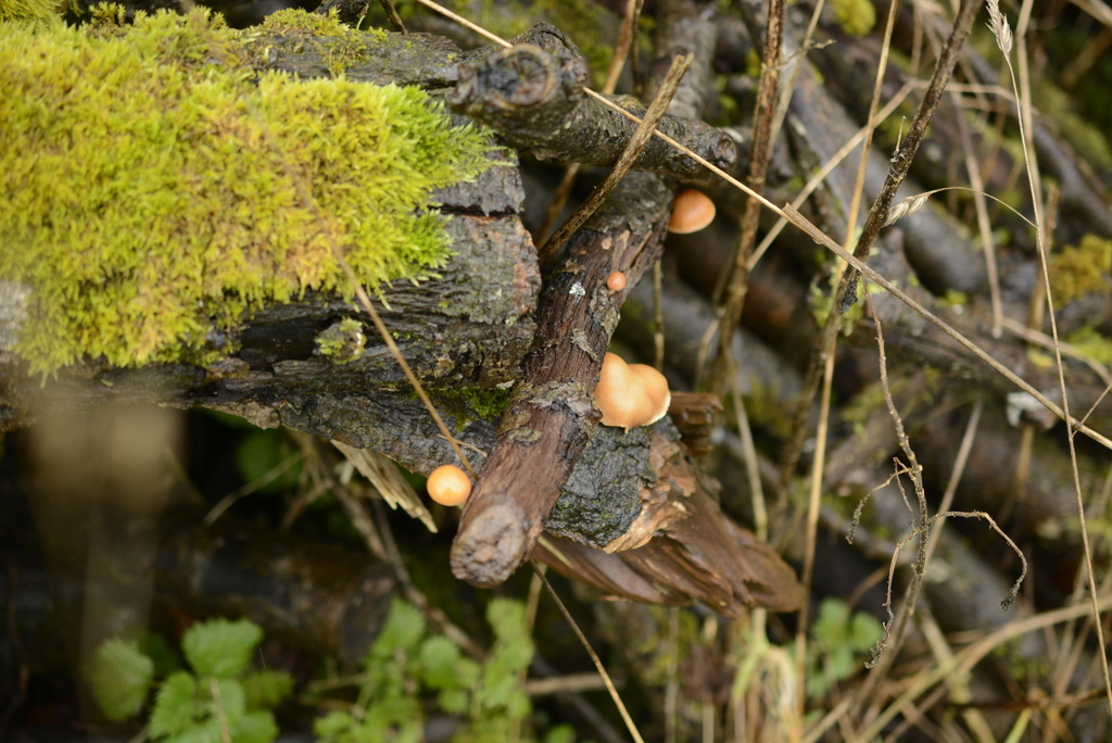 Tubaire furfuracée (Tubaria furfuracea)