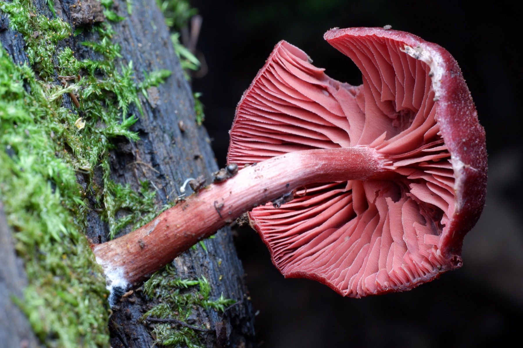 Tubaria rufofulva (Tubaria rufofulva)
