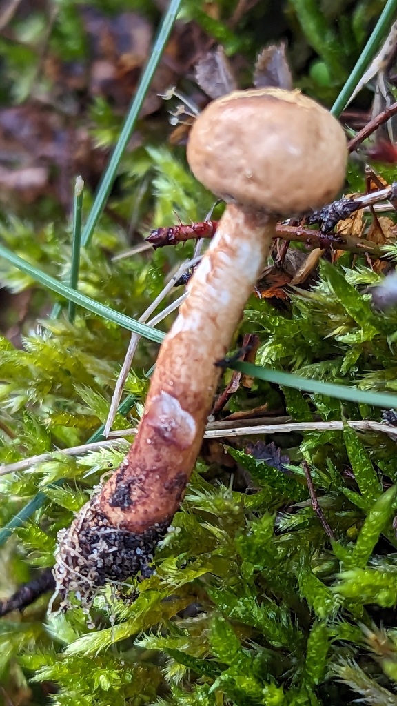 Tulostome à cercle noir (Tulostoma melanocyclum)