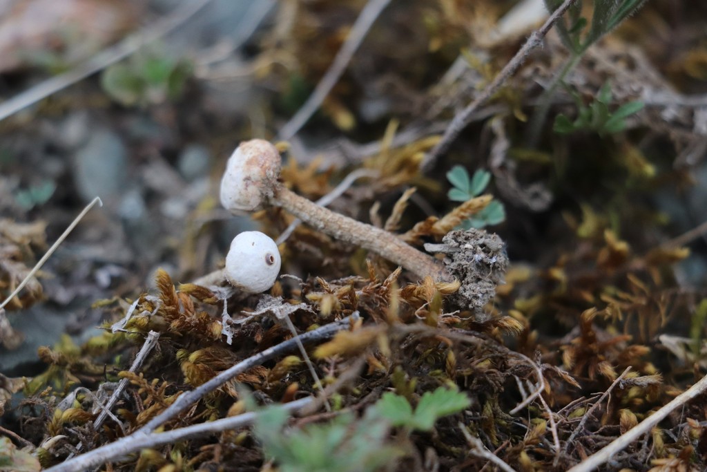 Tulostome brumal (Tulostoma brumale)