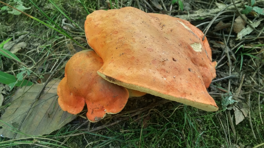 Tylopilus balloui (Tylopilus balloui)