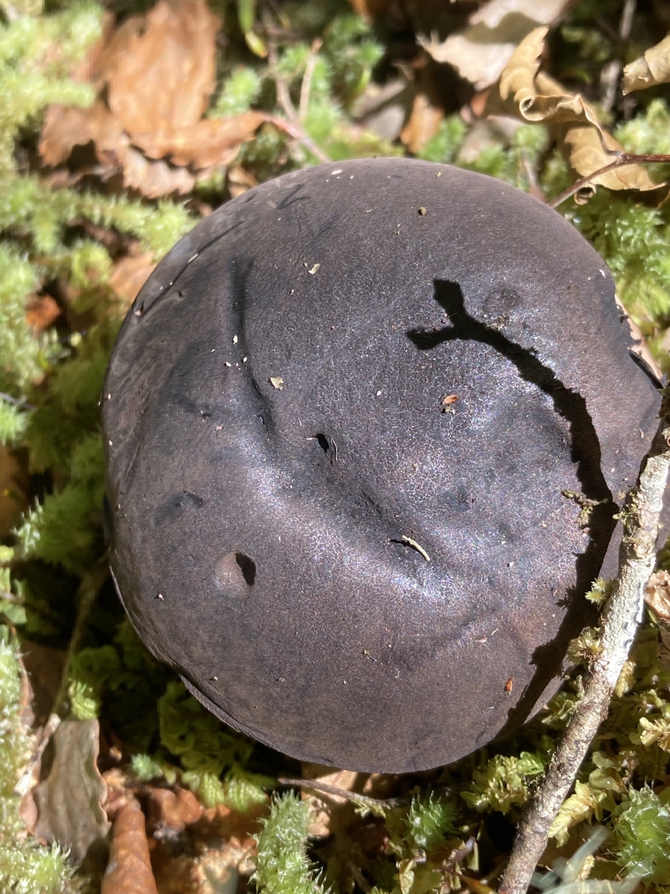 Tylopilus formosus (Tylopilus formosus)