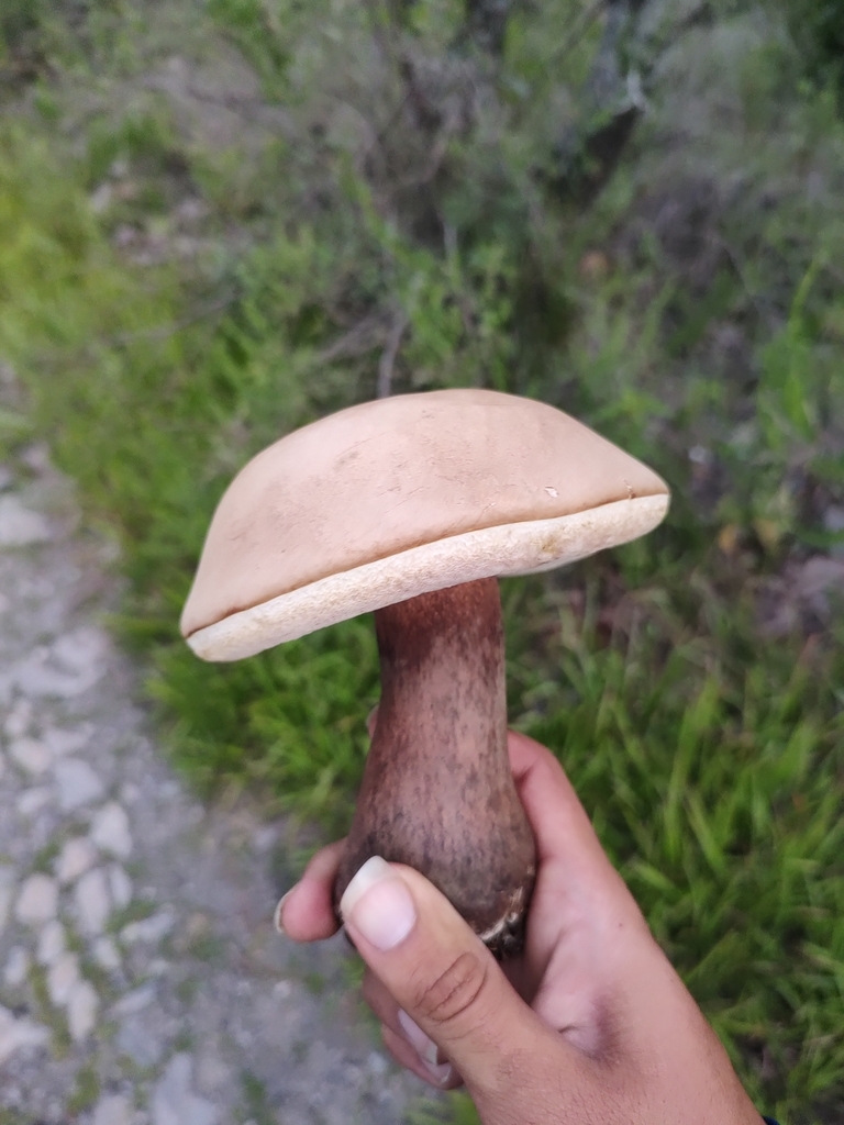 Tylopilus plumbeoviolaceus (Tylopilus plumbeoviolaceus)