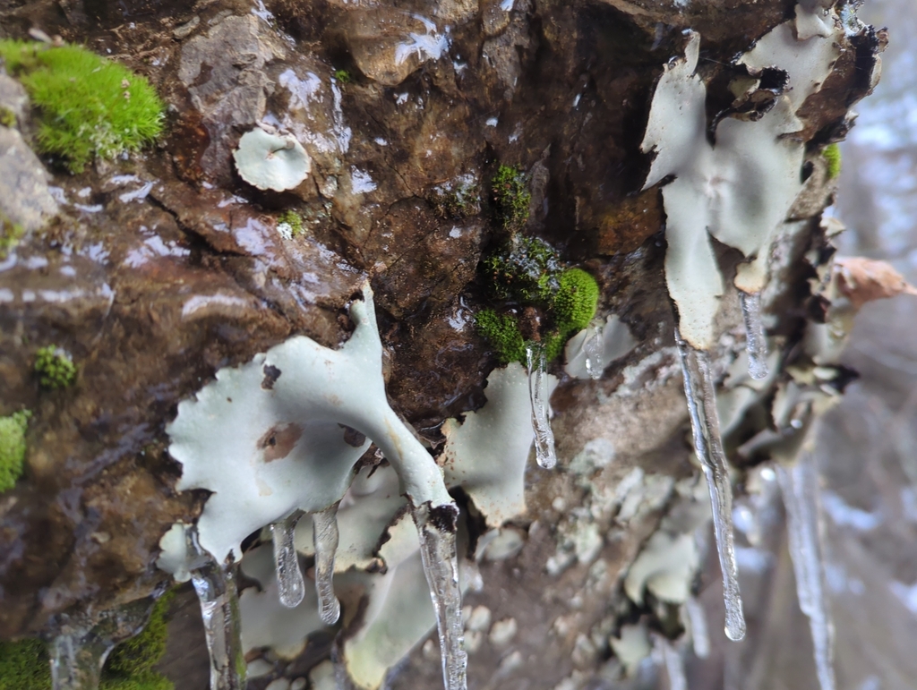 Umbilicaria americana (Umbilicaria americana)