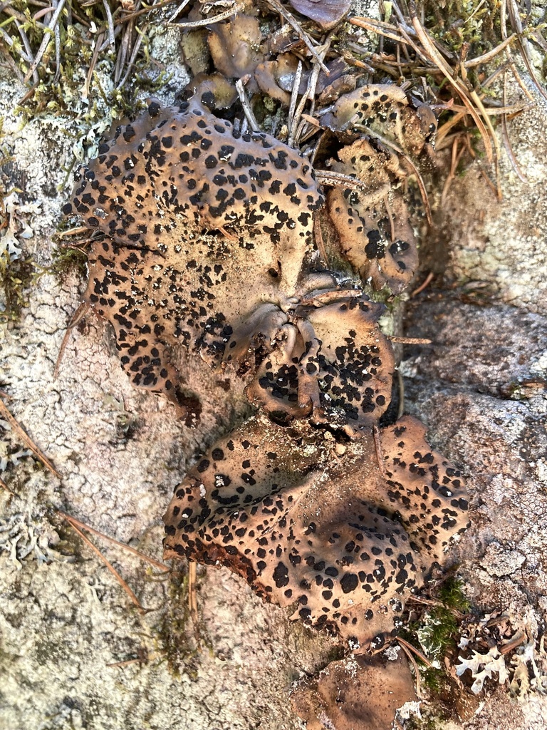 Umbilicaria muhlenbergii (Umbilicaria muhlenbergii)